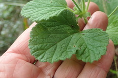 Pelargonium vitifolium