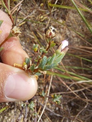 Lampranthus leptaleon