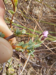 Lampranthus leptaleon