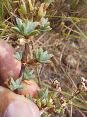 Lampranthus leptaleon