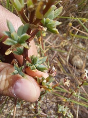 Lampranthus leptaleon