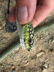 Dispholidus typus typus