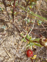 Lampranthus leptaleon