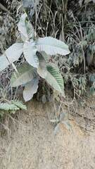 Miconieae