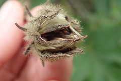 Hibiscus diversifolius