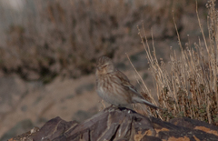 Linaria flavirostris