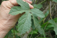Hibiscus diversifolius