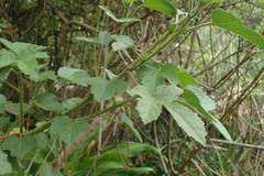 Hibiscus diversifolius