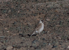 Montifringilla davidiana