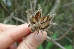 Hibiscus diversifolius