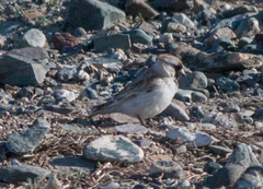 Montifringilla davidiana