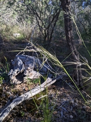 Austrostipa verticillata