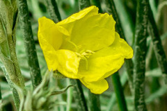 Oenothera indecora