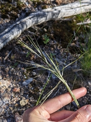 Austrostipa verticillata