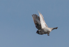 Montifringilla davidiana