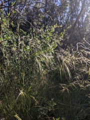 Austrostipa verticillata