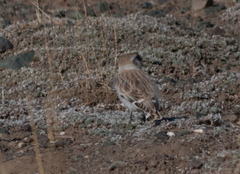 Montifringilla davidiana