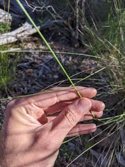 Austrostipa verticillata