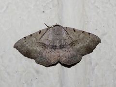 Spiloloma lunilinea