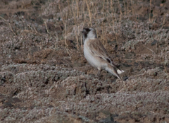 Montifringilla davidiana