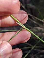Austrostipa verticillata