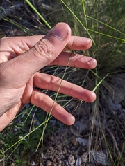 Austrostipa verticillata