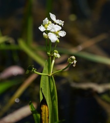 Sagittaria platyphylla
