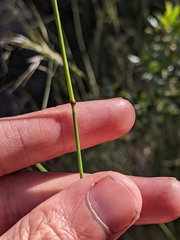 Austrostipa verticillata