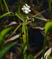 Sagittaria platyphylla