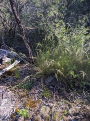 Austrostipa verticillata