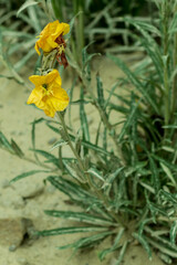 Oenothera indecora