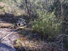 Austrostipa verticillata