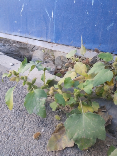 voškovník obyčajný (Xanthium strumarium)