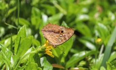 Junonia lemonias