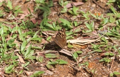 Junonia lemonias