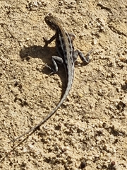 Ctenophorus maculatus