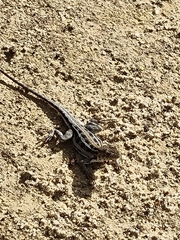 Ctenophorus maculatus