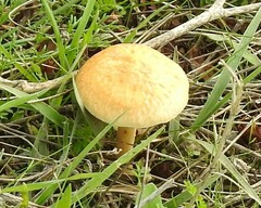 Stropharia coronilla