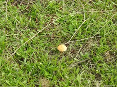 Stropharia coronilla