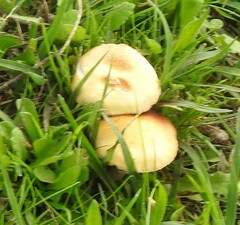 Stropharia coronilla