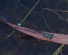Austroagrion watsoni
