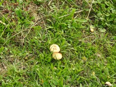 Stropharia coronilla