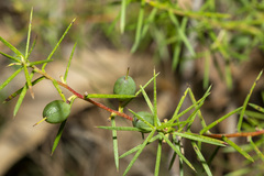 Persoonia juniperina