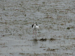 Himantopus himantopus