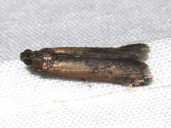 Elasmopalpus lignosella