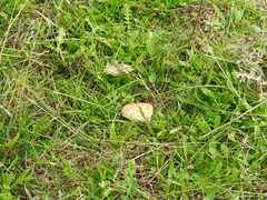 Saproamanita codinae
