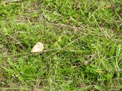 Saproamanita codinae
