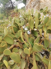 Opuntia microdasys