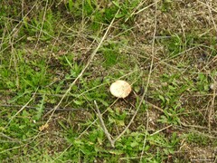 Saproamanita codinae