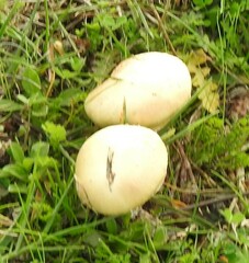 Lycoperdon pratense